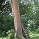 Illustration for article titled These Eucalyptus Trees Look Like They Are Made Of Crayons